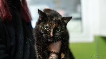 Čikina, plachá kočička - 3