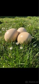 Pštrosí vejce - 3