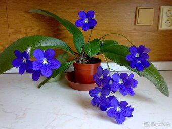 Modrofialová tořivka - Streptocarpus - rostlina - 3