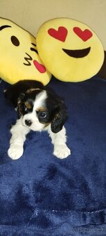 Cavalier king Španiel - 3
