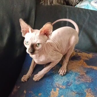 SPHYNX kotě kočička bez PP - 3
