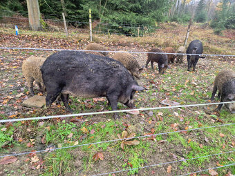 Prasnice  - selata -  Mangalice - 3