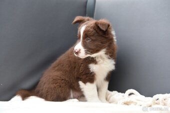 Štěňátko border kolie - 3