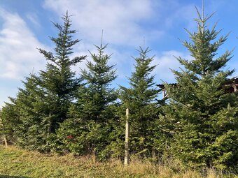 vánoční stromky - 3