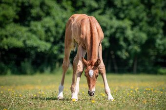 Letošní hřebeček - 3