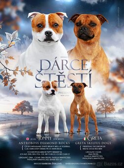 Stafordšírský bulteriér s pp fenečka - 3