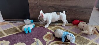 Francouzský buldoček - 3