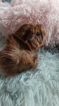 Morče, samička, mládě, rozeta - 3