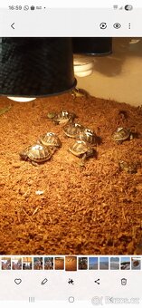 Želva zelenavá - 3