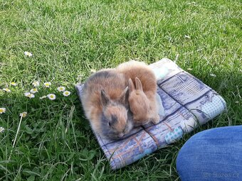 Kraličci zakrslí - 3