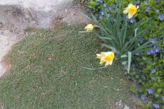 Paronychia kapela - zelený živý koberec (zajímavě kvete) - 3