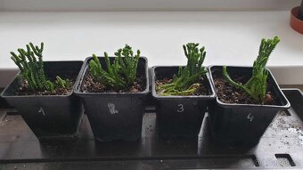 Odnože sukulentu Crassula muscosa - 3