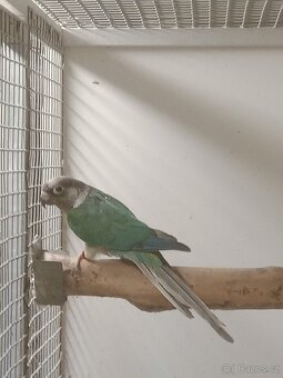 1.0 Pyrura zelenolící tyrkys - 3