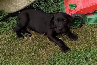 Štěňátko Cane Corso - 3