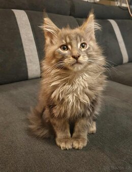 Mainská mývalí koťátka koťata kocourci MCO Maine Coon - 3