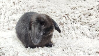 Zakrslý beránek, králíček, králík - BIBI - 3