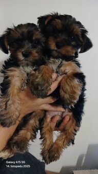Štěňátka Jorkširsky teriér - 3