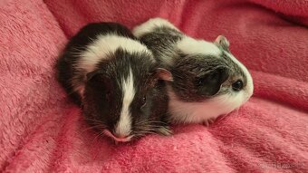 Mláďata morče - 3