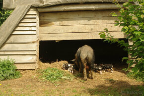 Kune-Kune - 3