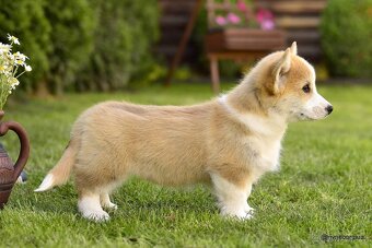 WELSH CORGI PEMBROKE S PP - 3