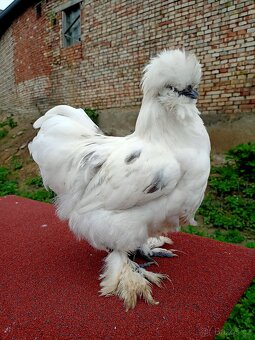 Kohout hedvábnička saténka - 3