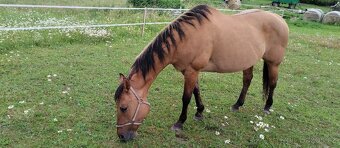 Prodám klisnu QH - 3