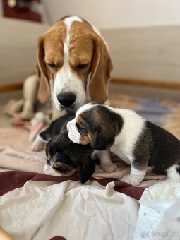 Štěňátko beagle s pp - 3
