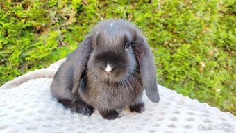 Zakrslý beránek, králíček, králík - PEGGY - 3