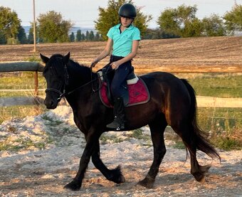 Fellský pony - 5 letá klisna - 3