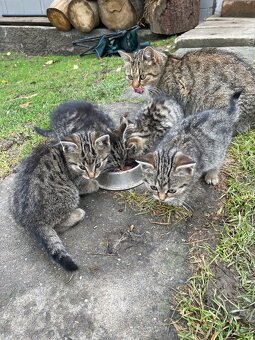 Darujeme koťátka - 3