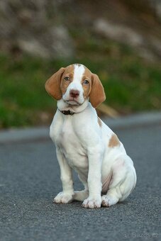 Saintgermánský ohař - 3