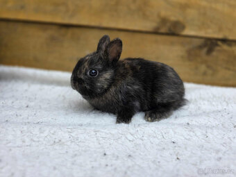 zakrslí králíčci s PP - 3