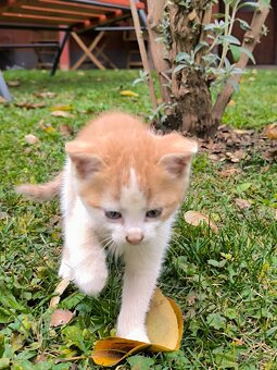 Zdravá & hravá KOŤÁTKA - 3