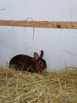 Zakrslý králík - 3