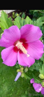 Semena ibišek, durman, afrikán - 3