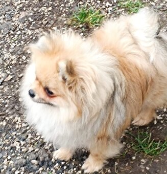 Pomeranian s PP - 3