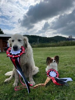 Pejsek papillon s PP - 3