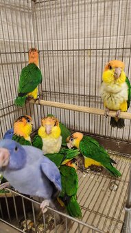 Amazonek bělobřichy - 3