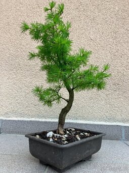 Bonsai, Bonsaj, jamadori, modřín - 3