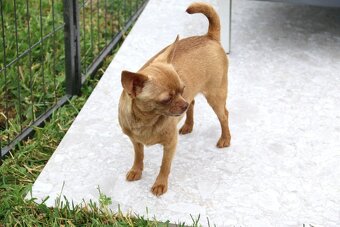 Čivava krátkosrstá s pp FENKA - 3