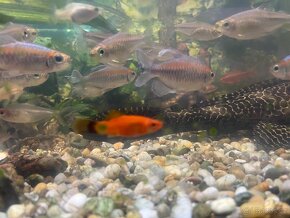 Tetra konžská - Phenacogrammus interruptus - 3
