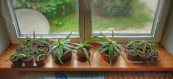 Prodám sazenice Aloe Vera - 3