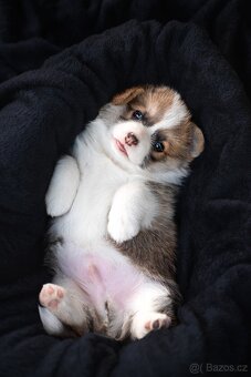 Welsh corgi pembroke - pejsek s PP - 3