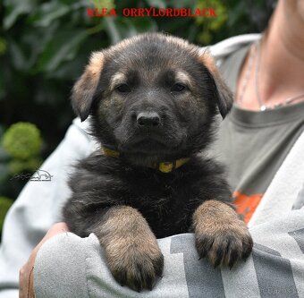 Štěňátka Německý Ovčák s PP - 3