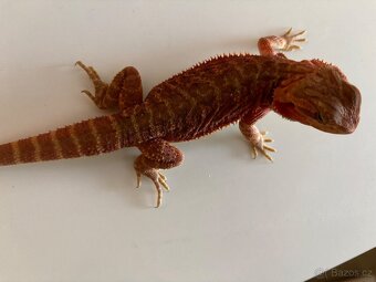 Agama vousata Coral Trans - 3