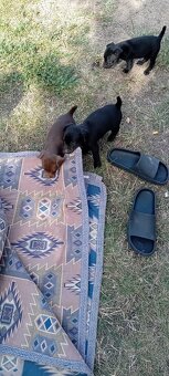 Patterdale + Jagdterier - 3