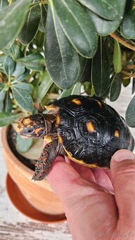 Želva uhlířská - 3