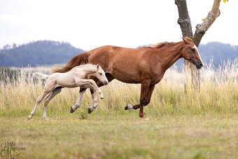 Stáj Zámek Ellischau - luxusní hřebeček CS r.2025 - 3