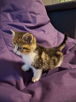 Britská koťata - 3