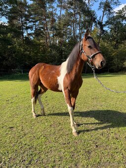 1,5 letá klisna po Fantastic DJ Valentine - 3